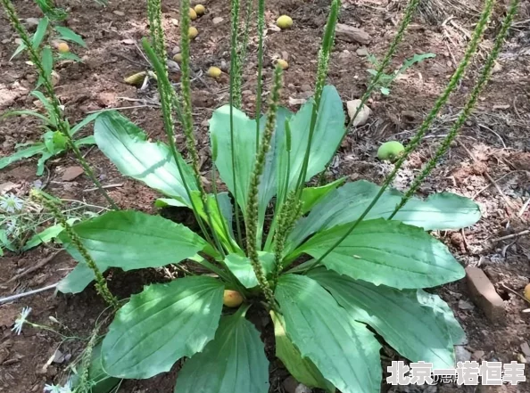 甘宝宝的花苞澜野草阁心怀梦想勇敢追求每一步都充满希望与力量