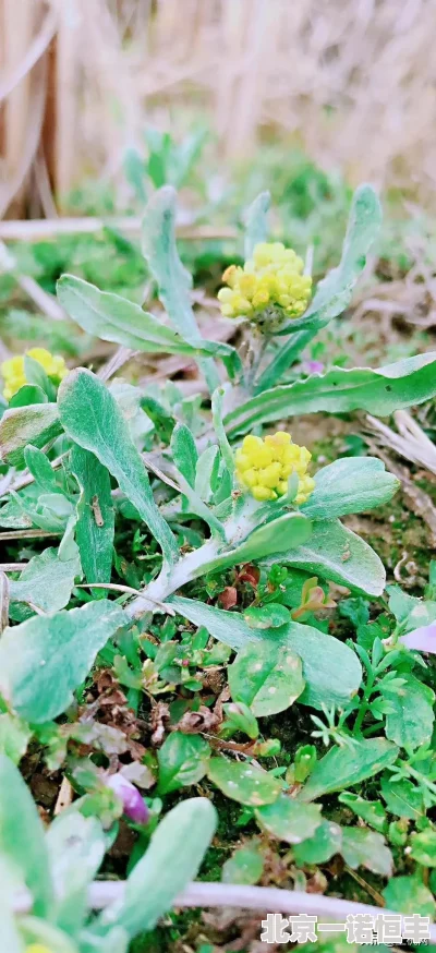 甘宝宝的花苞澜野草阁心怀梦想勇敢追求每一步都充满希望与力量