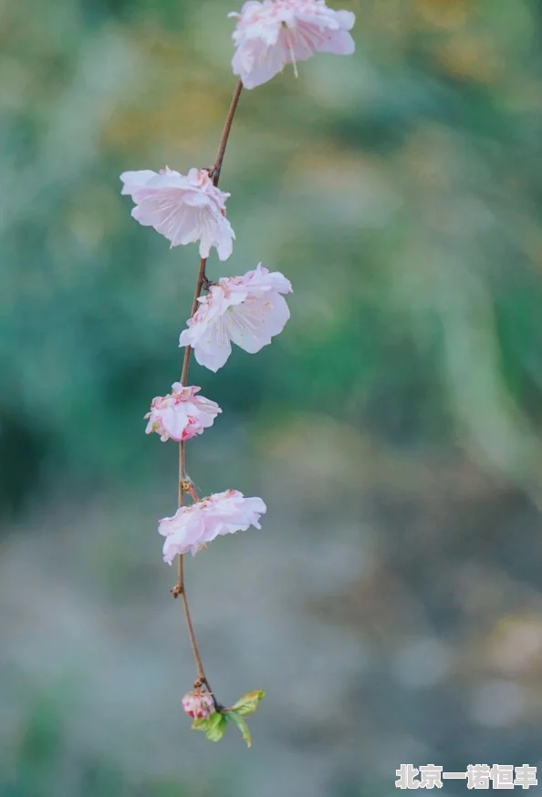 花落伴仕途坊间传闻其背后另有隐情涉及家族企业股权之争