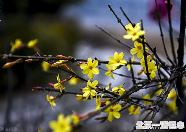 花落伴仕途坊间传闻其背后另有隐情涉及家族企业股权之争