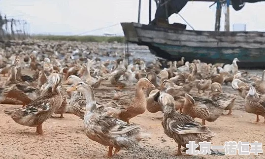 老鸭网永不丢失网地据传创始人酷爱养鸭曾一口气买下百只不同品种