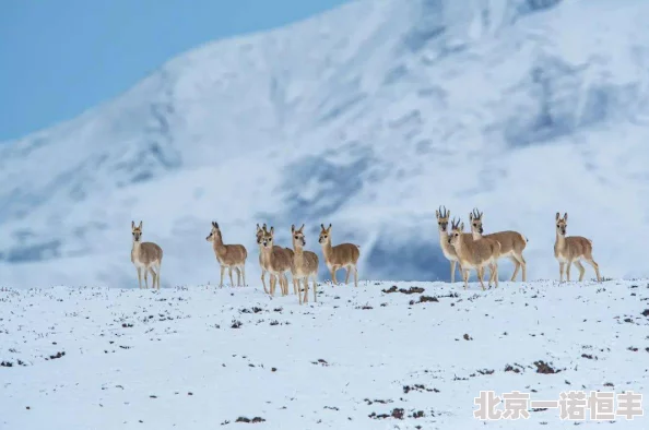 欧美日本人与动物一区二区三区展现了人与自然和谐共生的美好画面传递了爱与责任