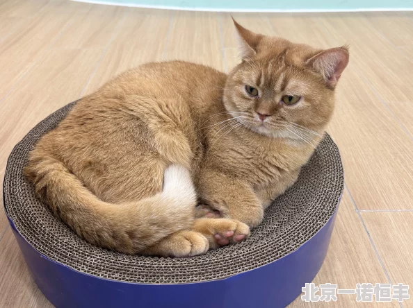 慢猫疑似与橘猫家族后裔交往密切共同出入高档猫粮店